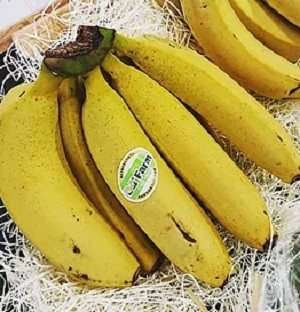 がっちりマンデー　もんげーバナナ　岡山県産の国産バナナ　D&Tファーム　販売